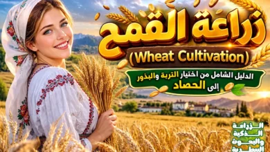 زراعة القمح (Wheat Cultivation): الدليل الشامل من اختيار التربة والبذور إلى الحصاد